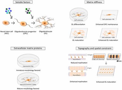 Modulation of Oligodendrocyte Differentiation by Mechanotransduction